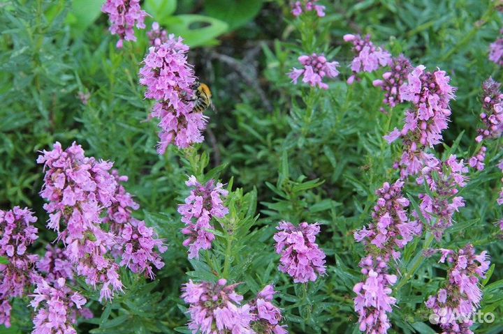 Иссоп, редкие сорта, семена