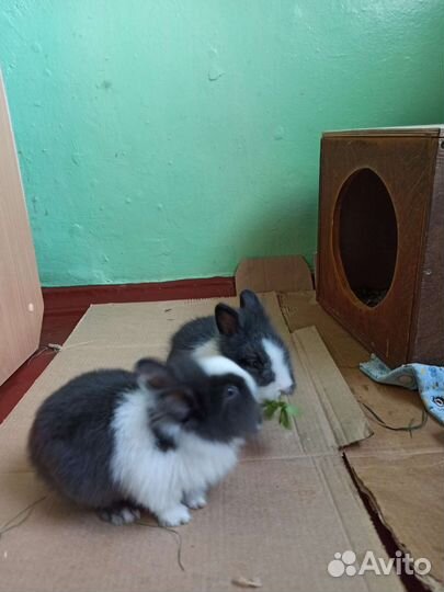 Кролики львиноголовики 3 малыша