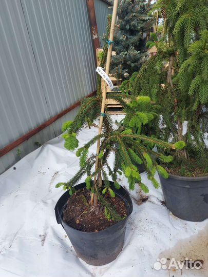 Picea abies Cobra 70-80см