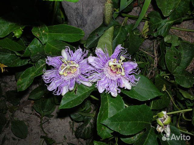 Семена пассифлоры телесноцветной продаю