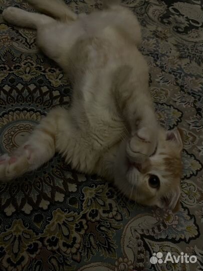 Кот на вязку