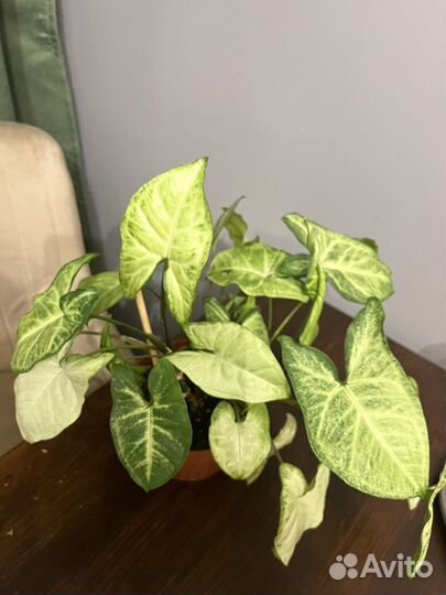 Сингониум батерфляй