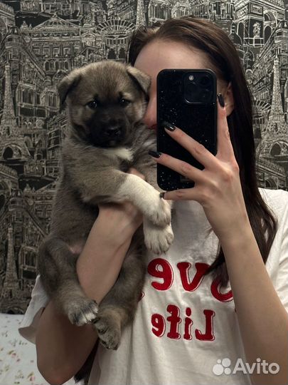Щенок в добрые руки бесплатно