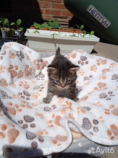 Кто ищет себе пушистого друга