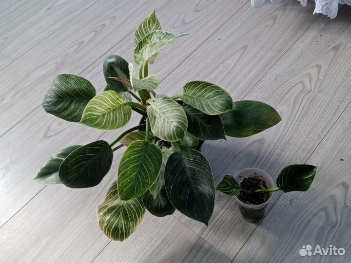 Филодендроны разных сортов