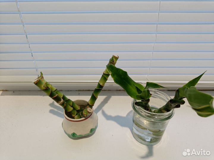 Драцена душистая