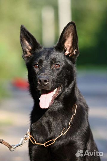 Подростки и щенки черной немецкой овчарки