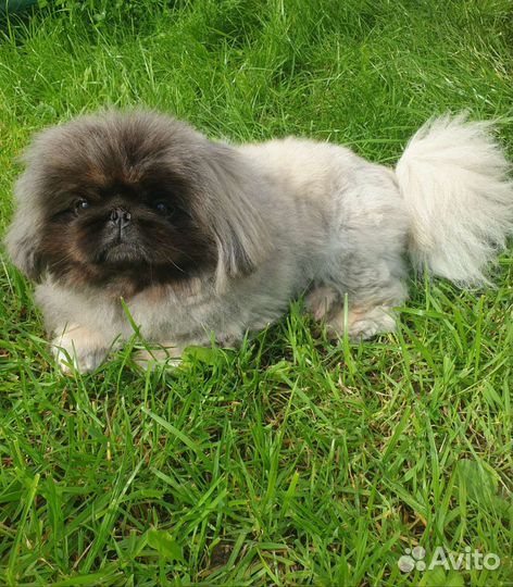 Вязка пекинес