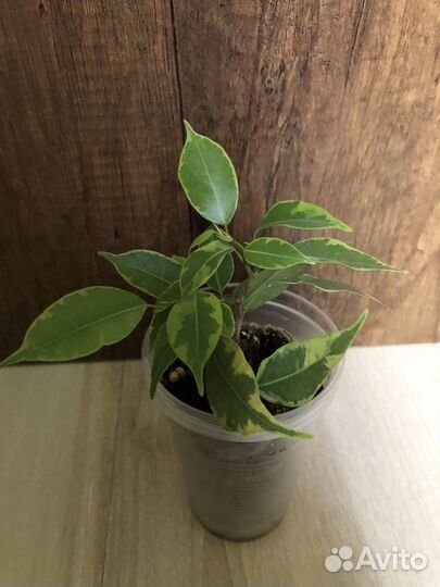 Фикус бенджамина
