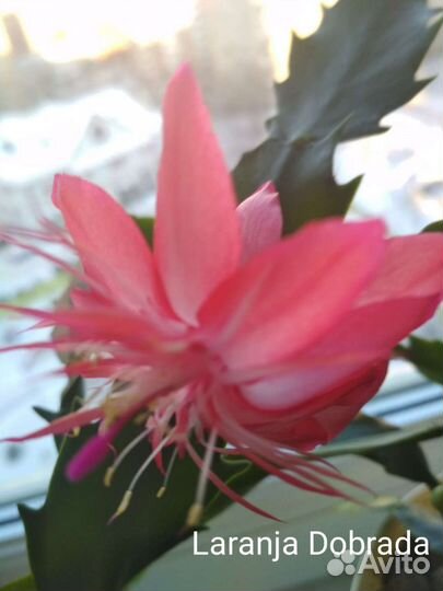 Декабрист шлюмбергера