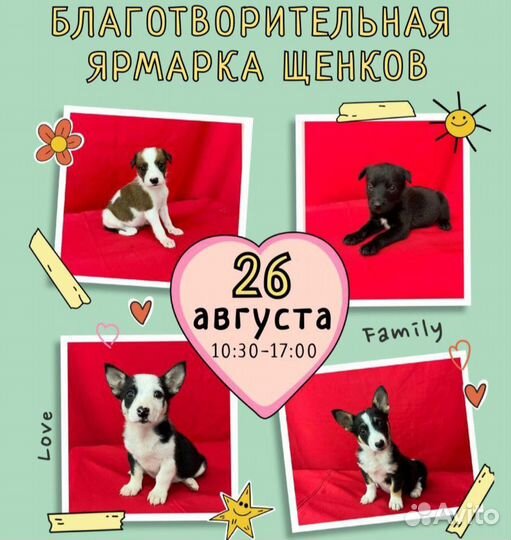 Щенки будут ждать вас 26 августа в ТЦ каскад
