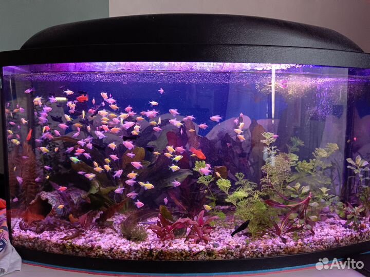 Тернеции гло, растения