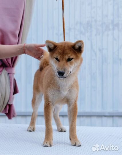 Мальчик Сиба