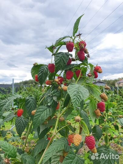 Саженцы малины