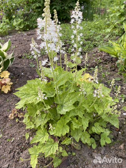 Саженцы гейхеры