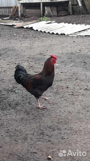 Молодые петухи