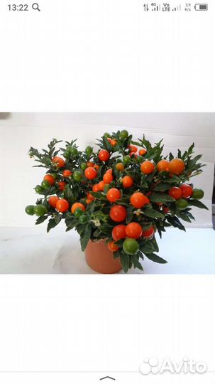 Паслен комнатный