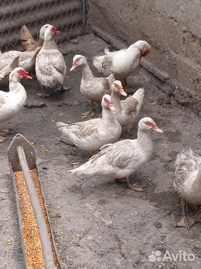 Индоутка мускусная утка