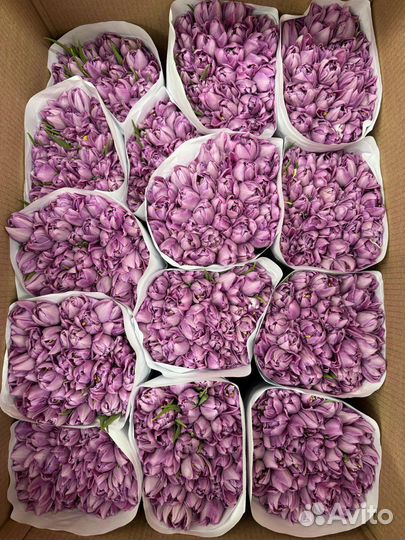 Тюльпаны к 8 марта оптом и в розницу