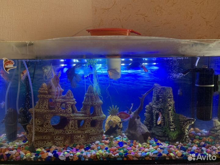 Аквариум с рыбами
