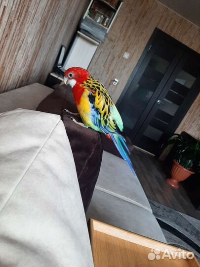 Самец розеллы