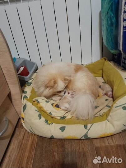 Продам взрослых шпицов