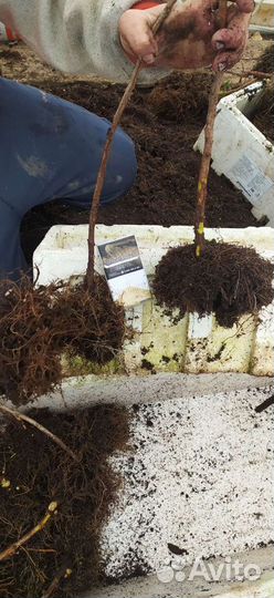 Саженцы малины разных сортов