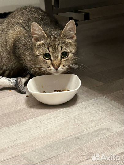 Кошка Крошка ищет дом