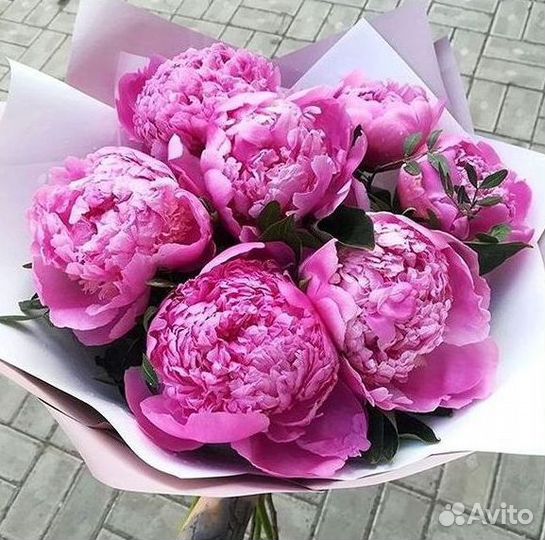 Пионы Цветы Доставка