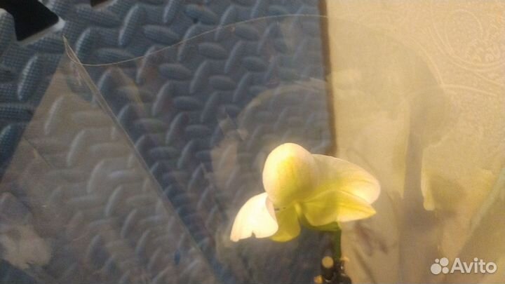 Орхидея лимонная