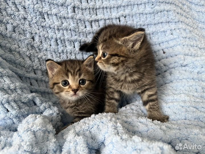 Котята персидские