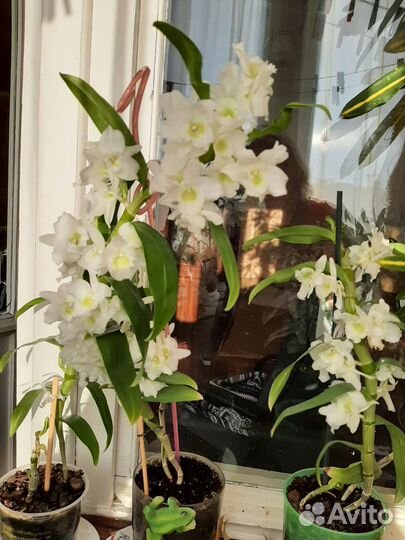 Дендробиум