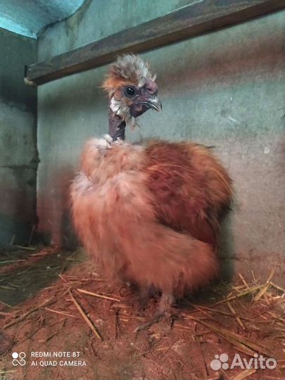 Инкубационное яйцо и молодняк кур, уток и павлинов