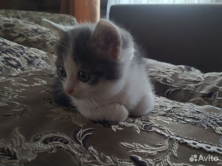 Кошки в добрые руки бесплатно