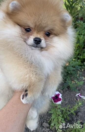 Девочка помераночка