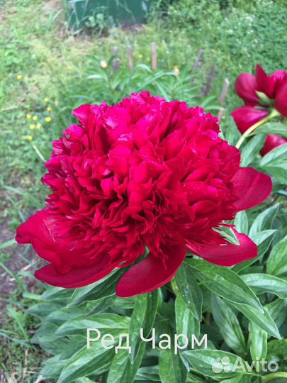 Пионы для посадки