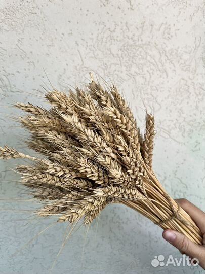 Сухоцветы пшеница