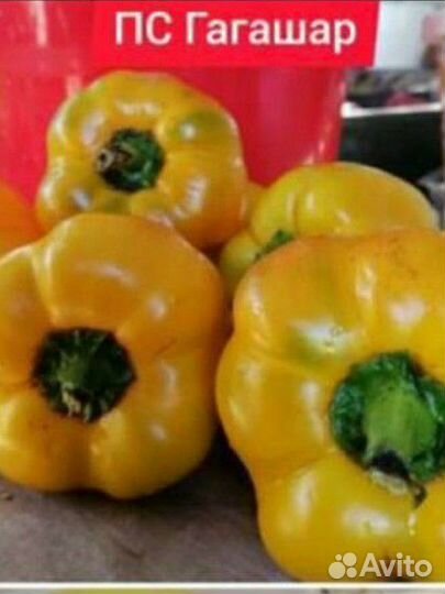 Семена перцы острые, перец сладкий Гагашар