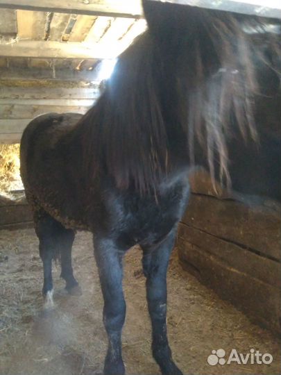 Продам лошадей