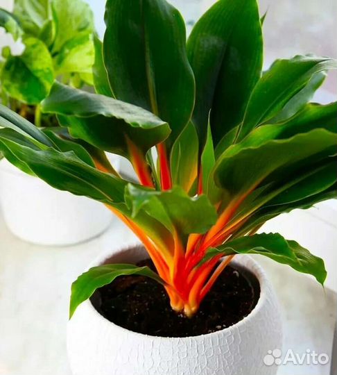 Хлорофитум оранжевый