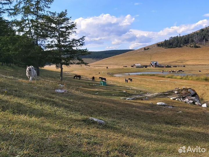 Экскурсия — Иркутск — Иркутск — остров Ольхон. Бол