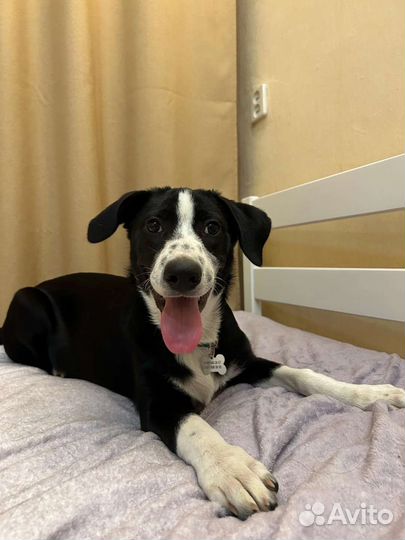 Метис бордер колли