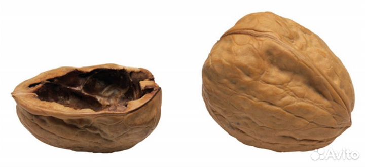 Скорлупа грецкого ореха