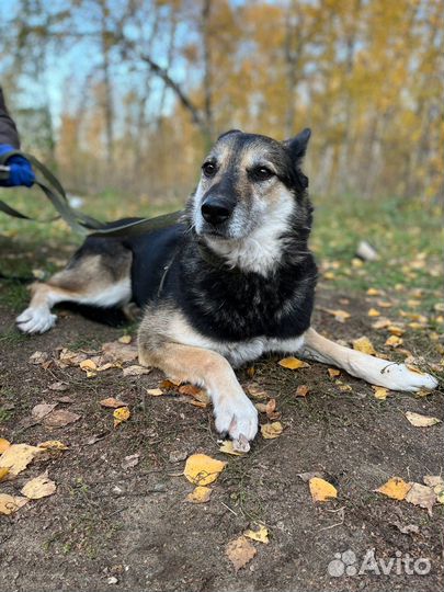 Трусишка Верба ищет дом