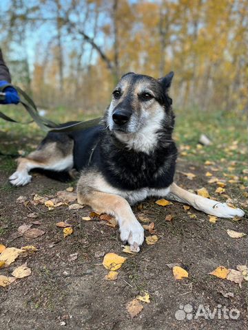 Трусишка Верба ищет дом