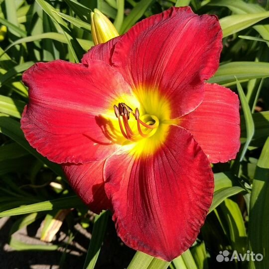 Хосты, астильбы, лилейник и др многолетники