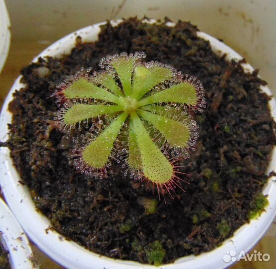 Росянки Алисии