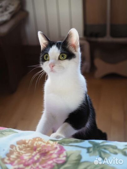 Миниатюрная, молодая, ласковая кошка в дар