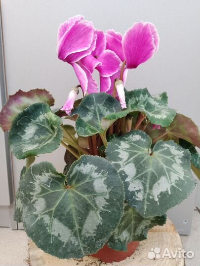 Цветы. Комнатные растения