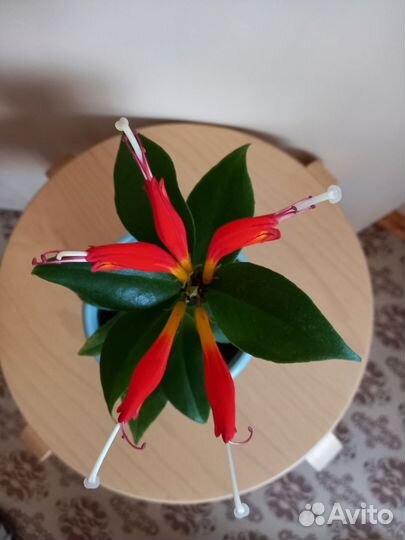 Эсхинантус